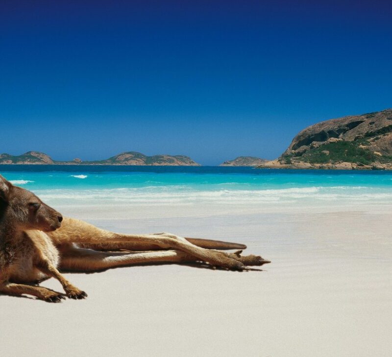 Australia-Kangaroo